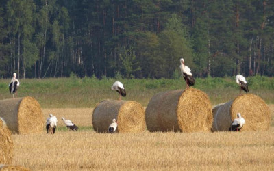 Obraz z galerii