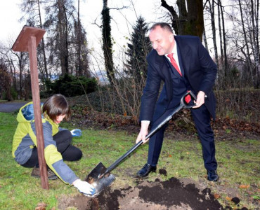Marszałkowski buk w Ogrodzie Botanicznym UMCS