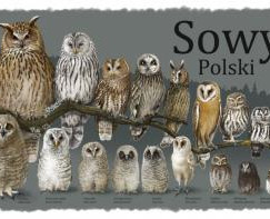 Niebawem Sowia Noc w Janowie Podlaskim