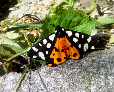 WIZYTA „NOCNEGO MARKA” – NIEDŹWIEDZIÓWKA WŁODARKA