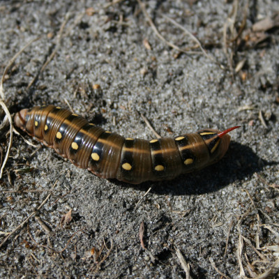 KOLIBER W ŚWIECIE OWADÓW