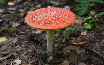 Muchomor czerwony jeden z najbardziej fotogenicznych grzybów