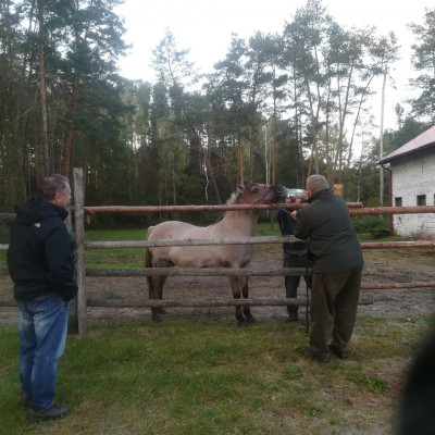 ZDROWY JAK KOŃ  !