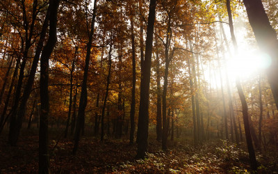 Jesień w Lasach Kozłowieckich, Fot. Michał Zieliński ©