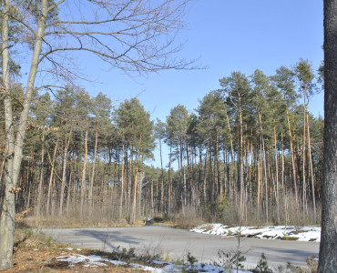 LEŚNY OGRÓD