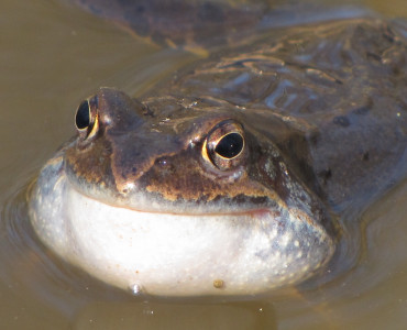 Żaby trawnej murmurando