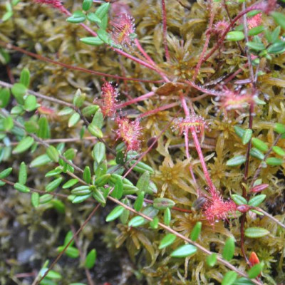 Rosiczka okrągłolistna (Drosera rotundifolia L.)	