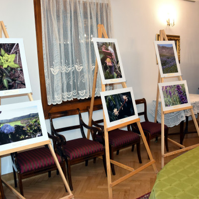 Wystawa „Kwiaty Gór” w Ogrodzie Botanicznym UMCS