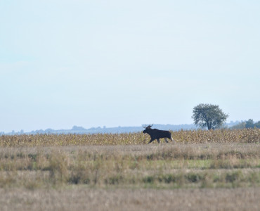 MAJESTATYCZNE ZWIERZĘ