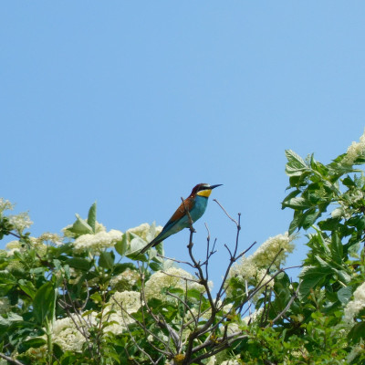Żołna - rajski ptak z Nadbużańskiego Obszaru Chronionego Krajobrazu