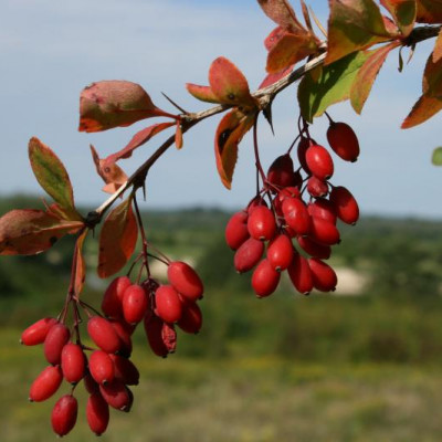 Koniec lata