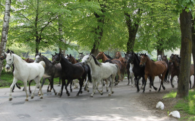 Konie w Stadnini Koni w Janowie Podlaskim