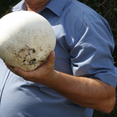 PURCHAWICA OLBRZYMIA CALVATIA GIGANTEA