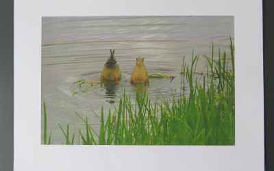 MIEJSCE II - Julia Oziębło-Nurkujące dzikie kaczki-foto na spacerze wzdłuż rzeki Uherki