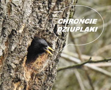 PROJEKT PRZYRODNICZY: „CHRONIMY DZIUPLAKI”