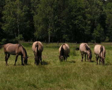 Potomkowie tarpanów