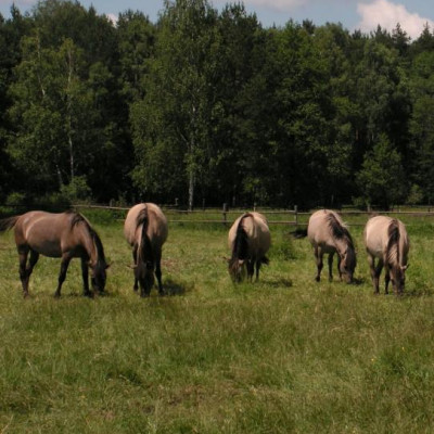 Potomkowie tarpanów