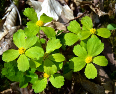 Cieszynianka wiosenna – nasza botaniczna perełka