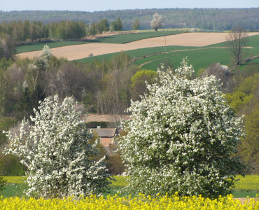 Białe zalotnice