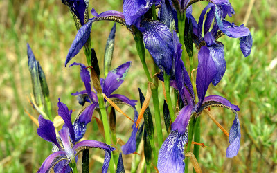 Kosaciec syberyjski (Iris sibirica L.) w rezerwacie Bagno Serebryskie, fot. Archiwum ZLPK