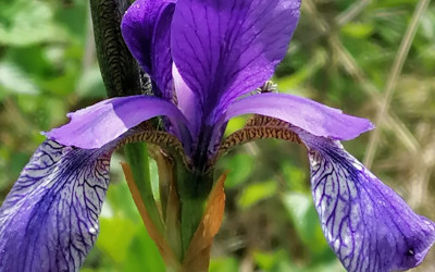 Kosaciec syberyjski (Iris sibirica) w rezerwacie Szklarnia, fot. J. Kiszka ZLPK OZ w Janowie Lubelskim
