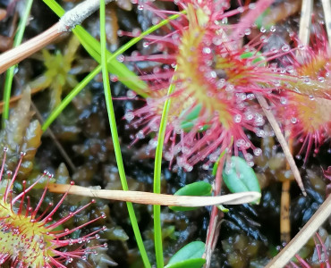 Zagrożona rosiczka !