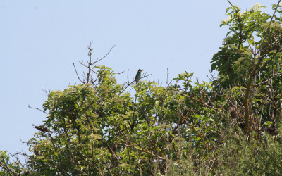 Żołna (Merops apiaster), fot. Archiwum ZLPK OZ w Zamościu