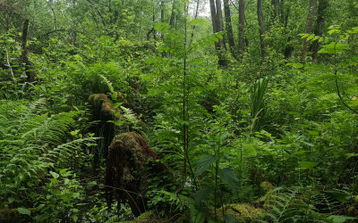 Bujna roślinność w lesie w Sobieszynie, fot. J. Szlendak OEE w Sobieszynie