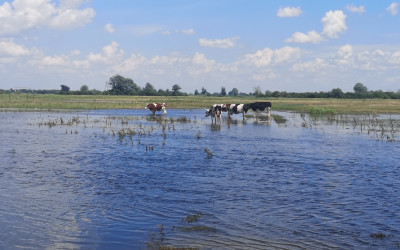 Krowy i konie w Jeziorzanach, fot. J. Szlendak OEE w Sobieszynie