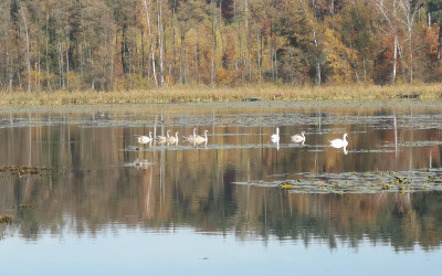 Łabędzie na naturalnym stawie w Sobieszynie, fot. J. Szlendak OEE w Sobieszynie