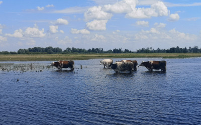 Pradolina Wieprza w Jeziorzanach, fot. J. Szlendak OEE w Sobieszynie