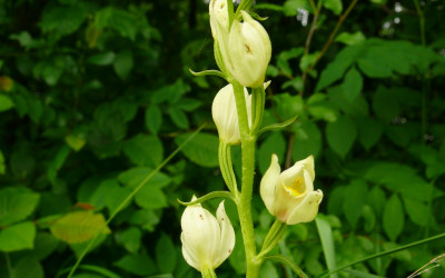 Buławnik wielkokwiatowy (Cephalanthera damasonium), fot. Archiwum ZLPK OZ w Zamościu