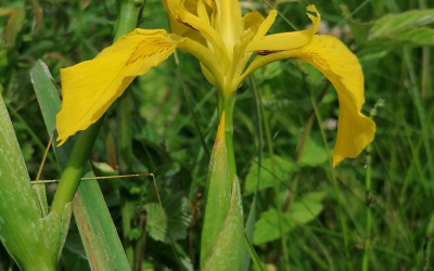 Kosaciec żółty (Iris pseudacorus), fot. Archiwum ZLPK OZ w Zamościu