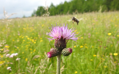 Pszczoła miodna (Apis mellifera) (1), fot. Archiwum ZLPK OZ w Zamościu