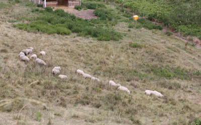 Wypas owiec - czynna ochrona muraw, fot. K. Kowalczuk (1)
