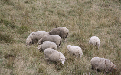 Wypas owiec - czynna ochrona muraw, fot. K. Kowalczuk (2)
