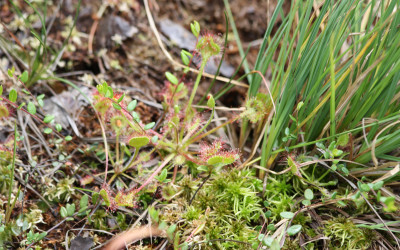 Rosiczka okrągłolistna (Drosera rotundifolia L.), fot. K. Kowalczuk (1)
