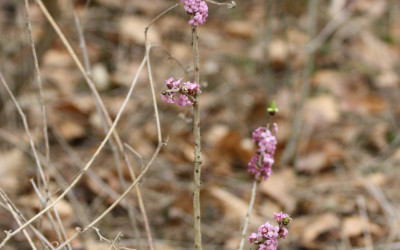 Wawrzynek wilczełyko (Daphne mezereum L.), fot. K. Kowalczuk (2)