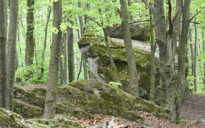 Wzgórze Kamień - pomnik przyrody nieożywionej, fot. K. Kowalczuk (6)