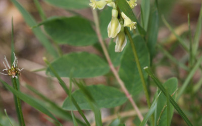Traganek szerokolistny (Astragalus glycyphyllos L.), fot. K. Kowalczuk