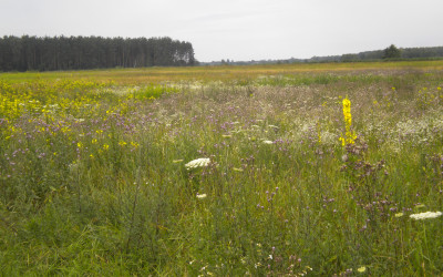 Malownicze łąki w okolicy Dorohuska, fot. M. Angel