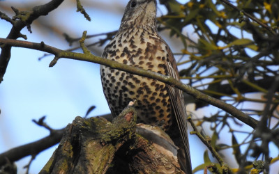 paszkot Turdus viscivorus