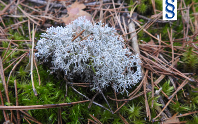 chrobotek reniferowy Cladonia rangiferina