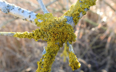 złotorost ścienny Xanthoria parietina