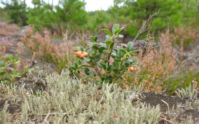 borówka brusznica Vaccinium vitis-idaea