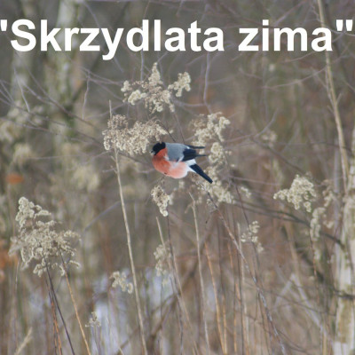 SKRZYDLATA ZIMA