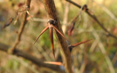 berberys zwyczajny Berberis vulgaris