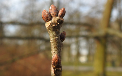 dąb szypułkowy Quercus robur