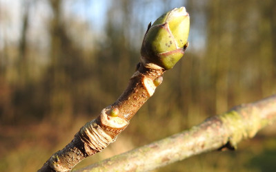 jawor Acer pseudoplatanus