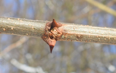 robinia akacjowa Robinia pseudoacacia